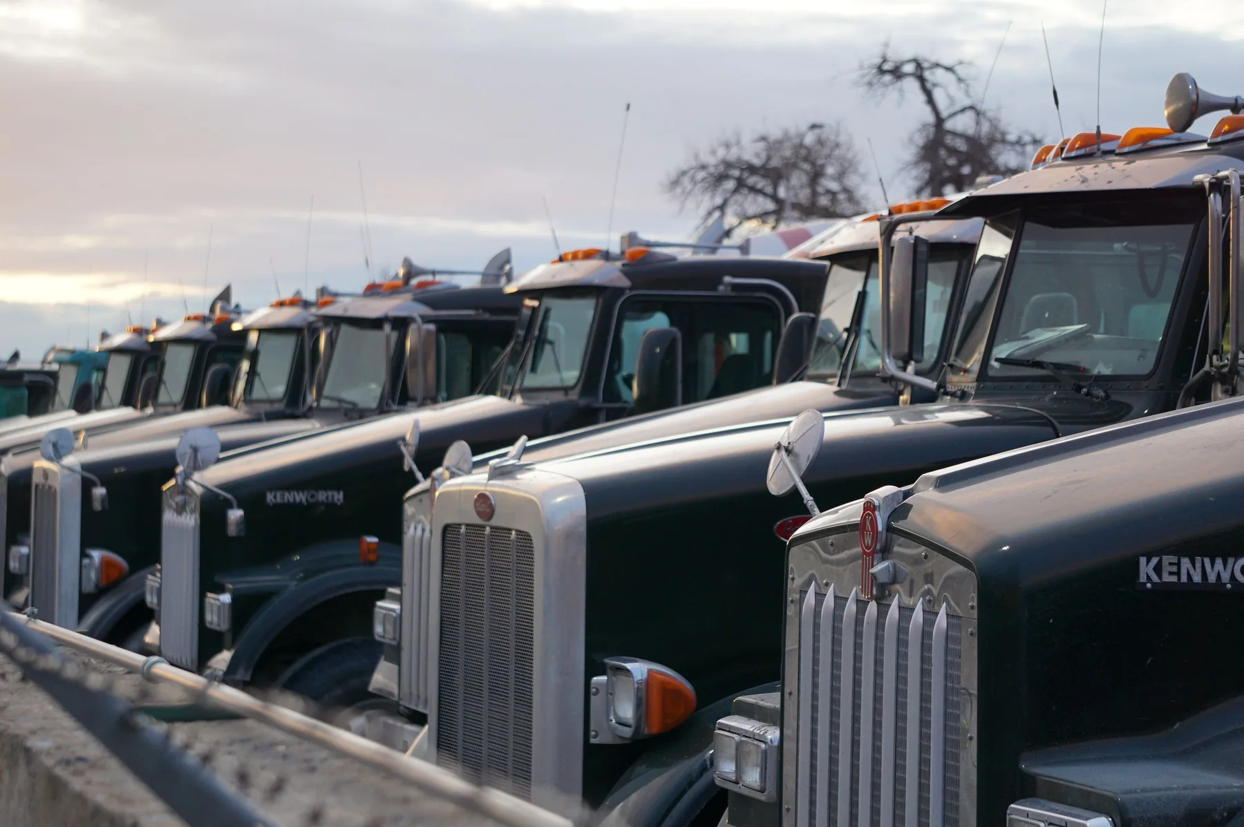 Row of conventional American semi-truck fronts parked outdoors.